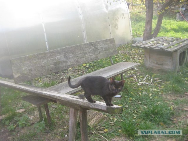 Жизнь домашнего приюта для котеек 416