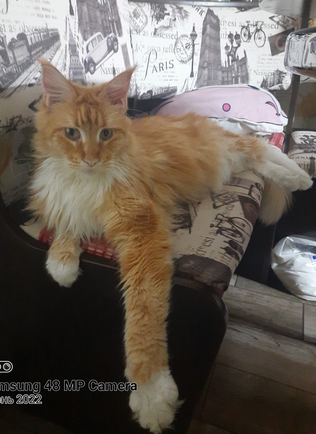Вторник, ваши коты и кошки в студию
