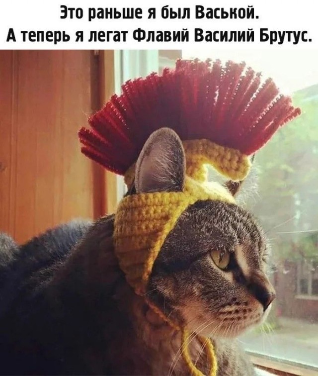 Жизнь домашнего приюта "Котоленд" 372