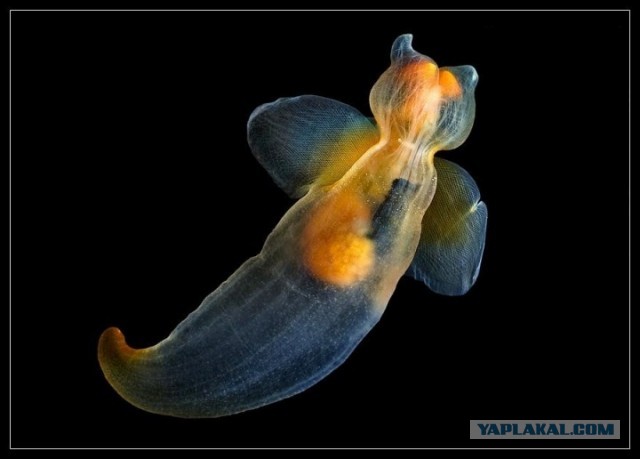 День Сурка длиною в жизнь