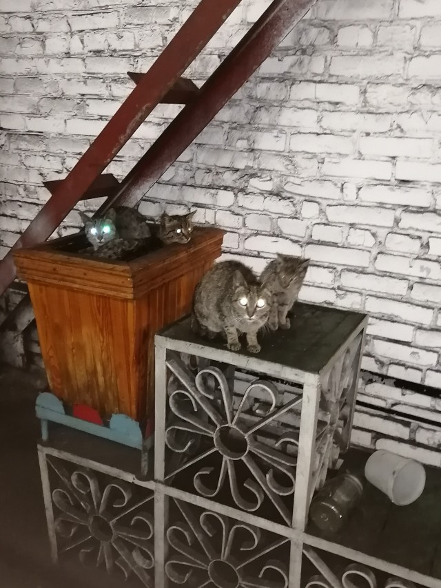 Коты пролетарии