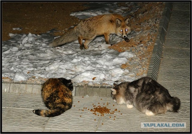 Кот против лисы