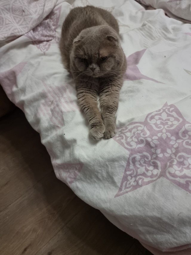 Мой котяра