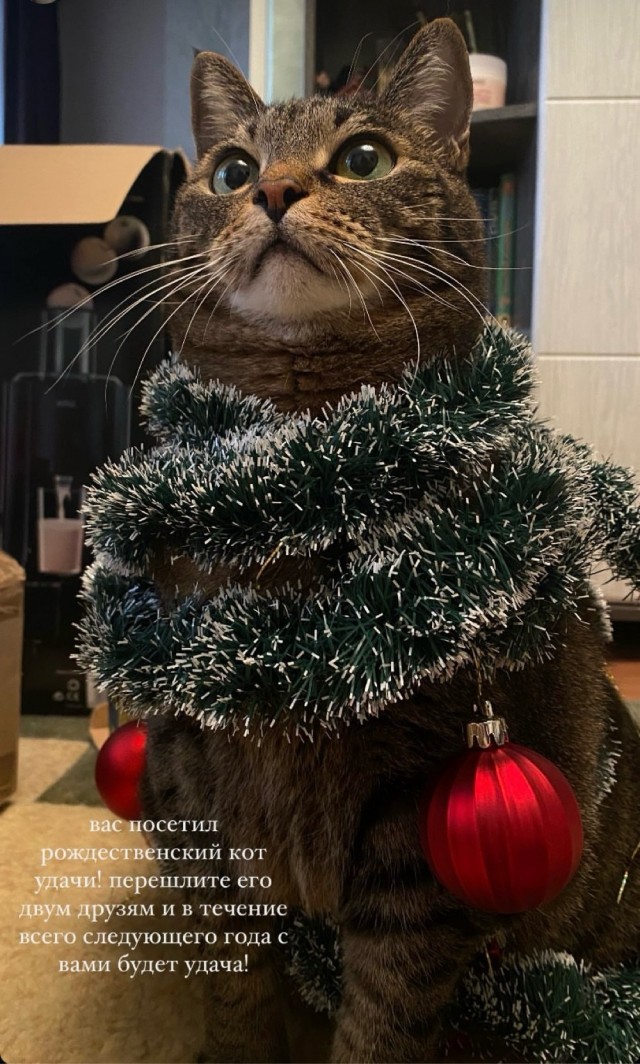 Первый Котовторник 2024