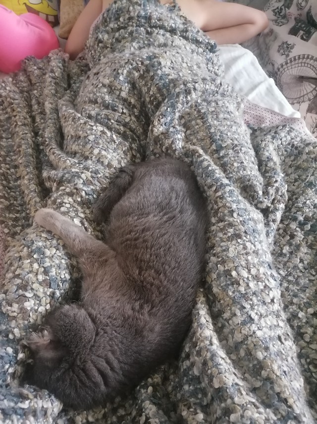 Котики и дети