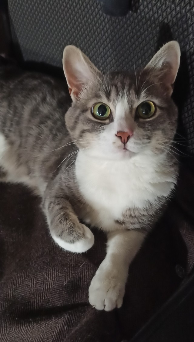 А где котики, сегодня же вторник!