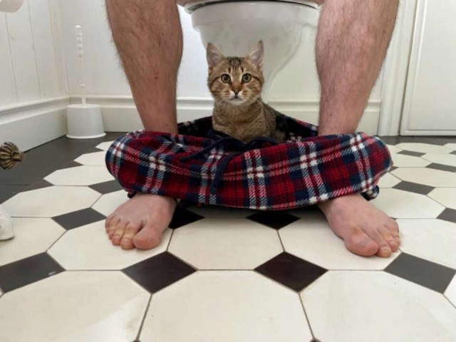 Почему кошки часто следуют за своими хозяевами, когда те ходят в туалет?