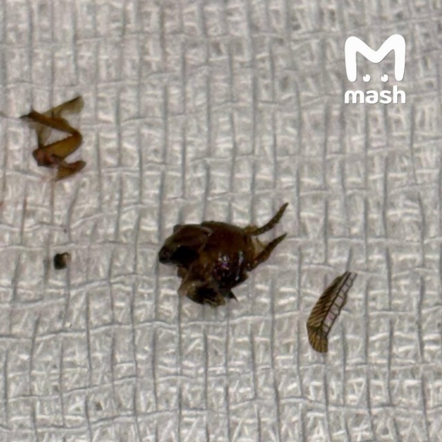 Дохлого таракана достали из уха 17-летней школьницы