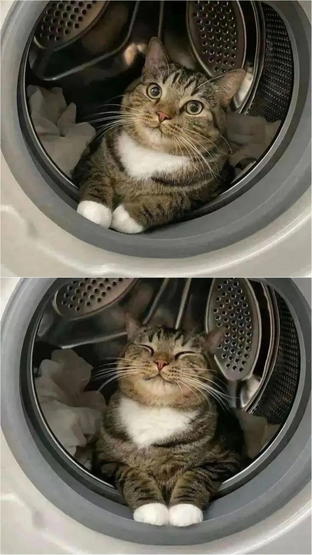 Кот