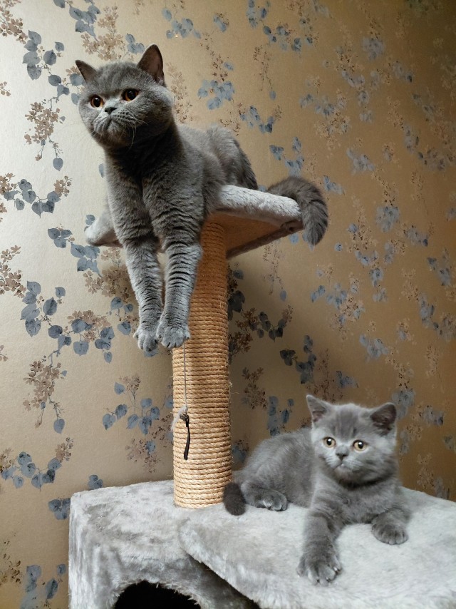 Снова наши коты