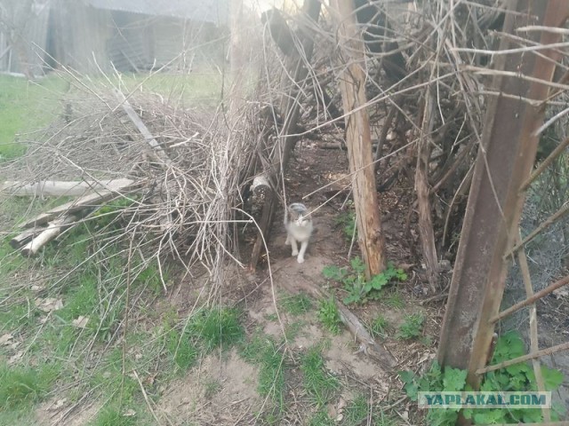 Жизнь домашнего приюта для котеек 577