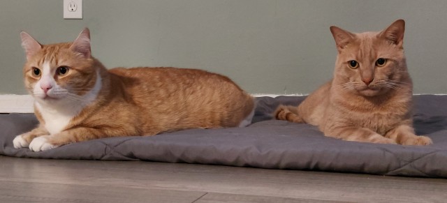 Снова наши коты