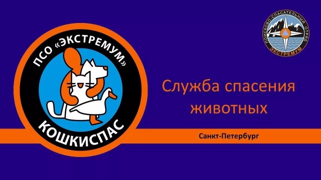 Шесть дней мяукала стена в петербургском автосервисе