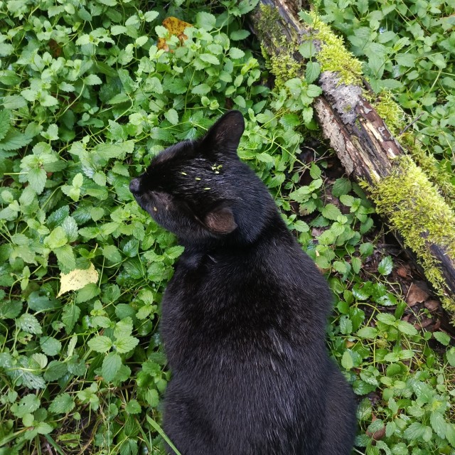 Мы вдвоём с котом