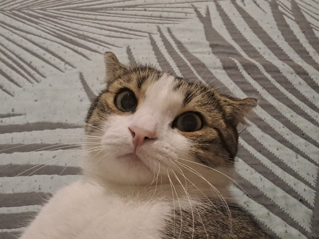 Котовторник