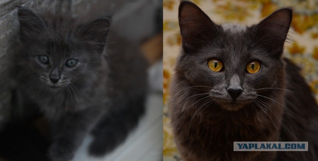 Коты и время