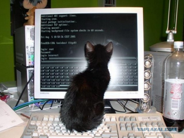 Невероятные приключения котика в доме программиста