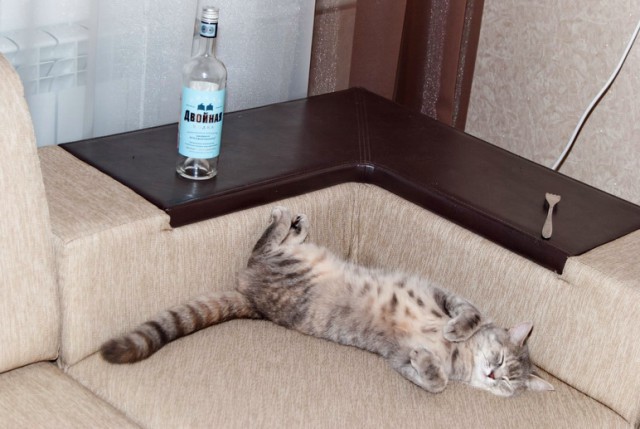 Котовторник 01.04.2014