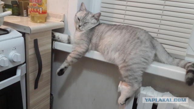 Сторожевой кот