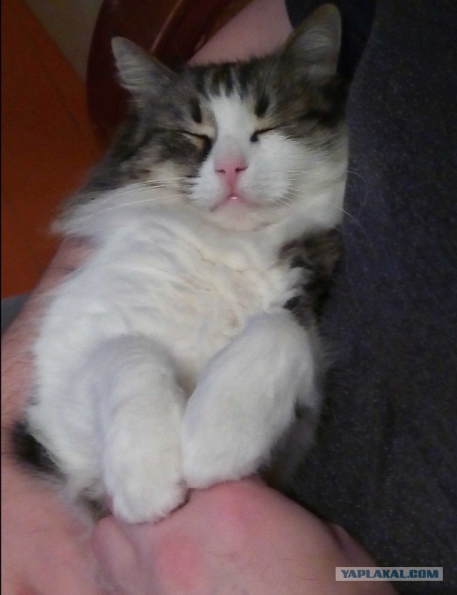 Котовторник