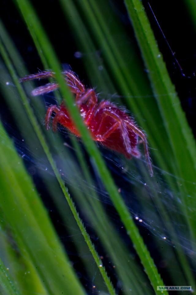 Если выйти во двор с макрообъективом, то...