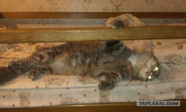 Кот - новый питомец