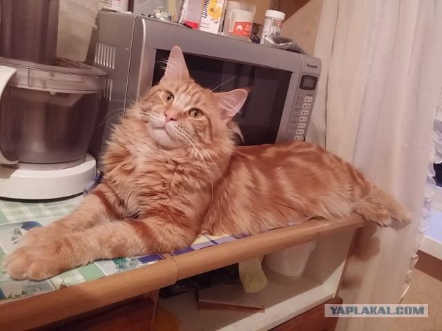 Котовторник