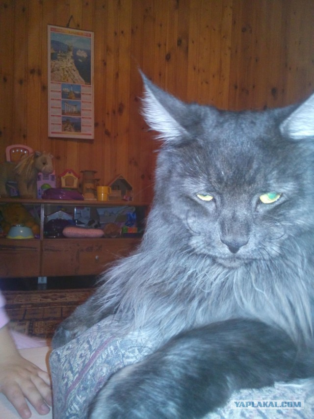 Пост невероятной кошачьей красоты. 25 фот.