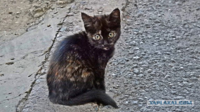 Котовторник 12.07.2016