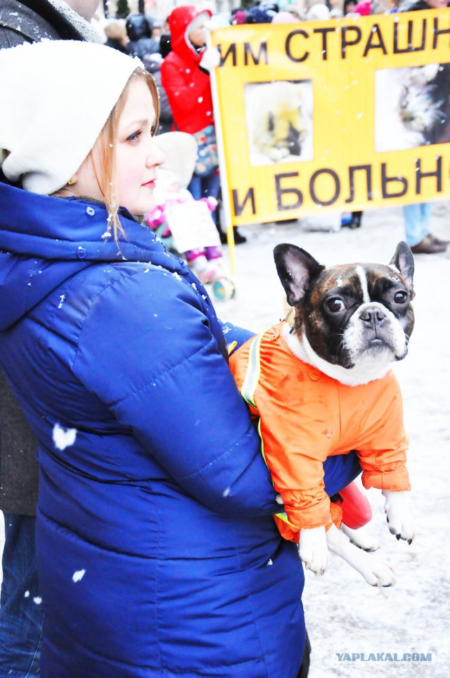 Питер против насилия