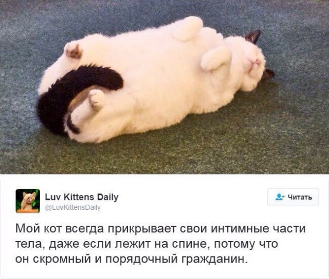Коты из сети
