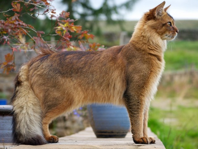 Коты и Кошки