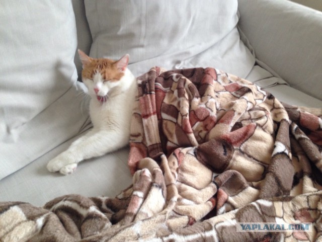Котовторник 11/04/2017