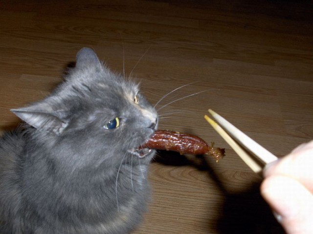 Коты и Кошки