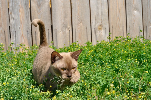 Котовторник 30.05.2017