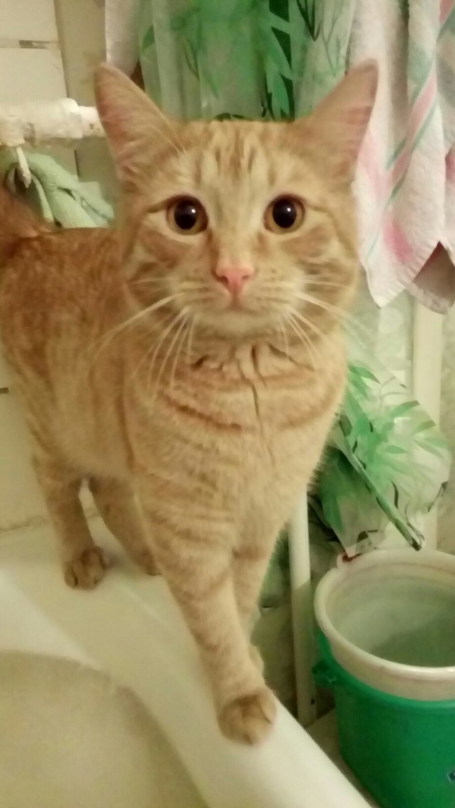 Коты и Кошки