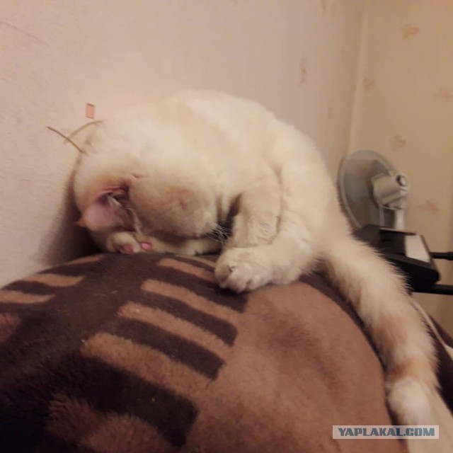 Котовторник 9.01.2018