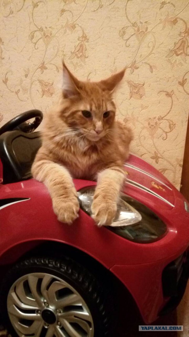 Котовторник  23.01.2018