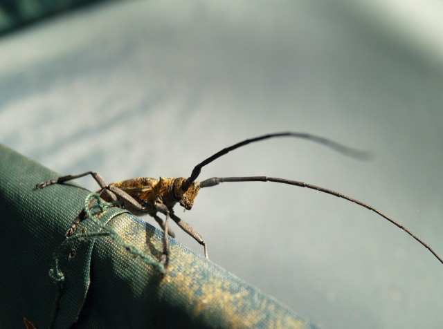 Живность из сети