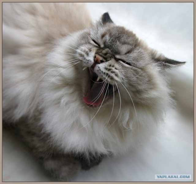 Котовторник ужасов (36 фот)