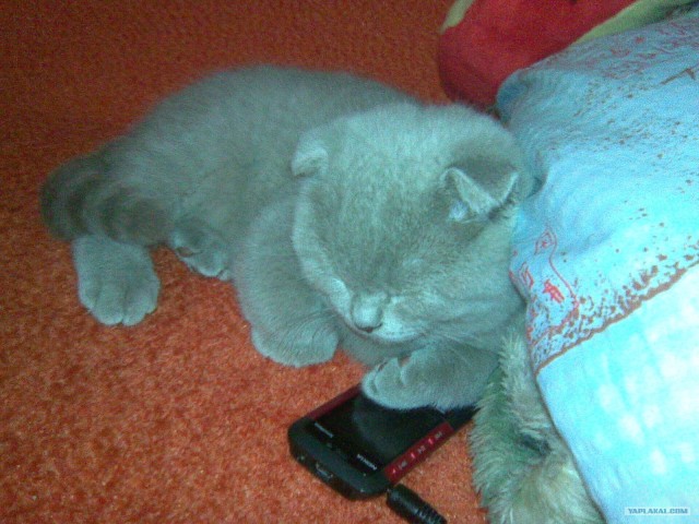 Котовторник (24.03)