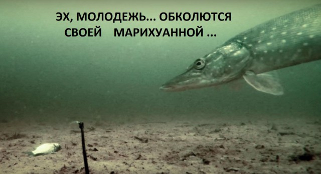 Эксперимент с живцом