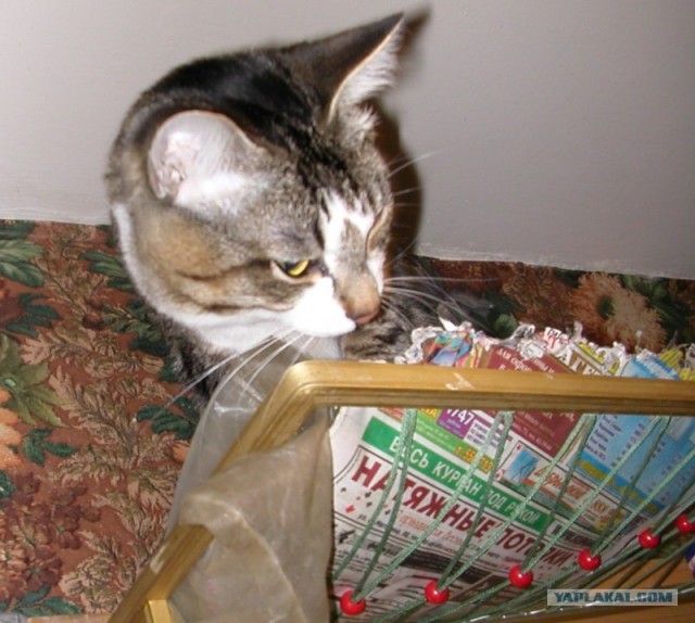Котовторник 15.02.2011