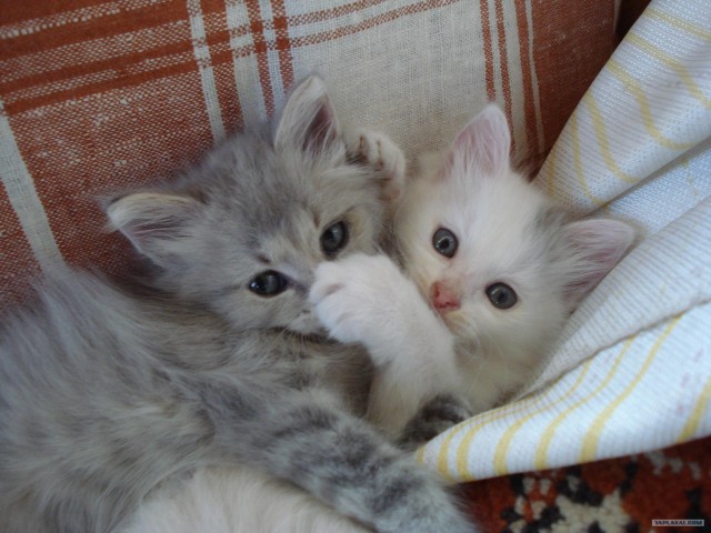 Десантный котовторник