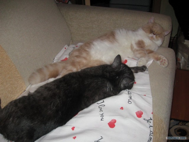 Сонный Котовторник