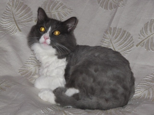 Профессиональный котовторник