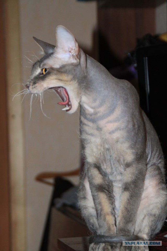 Котейка зевнул
