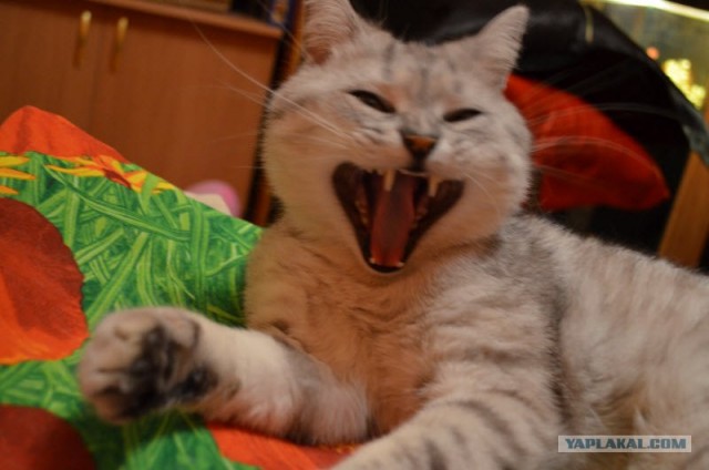 Котовторник (10.01.2012)