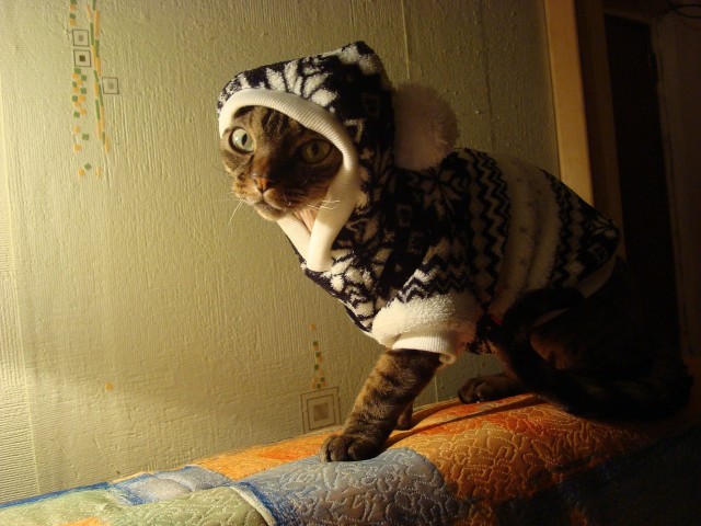 Котовторник (14.02.2012)