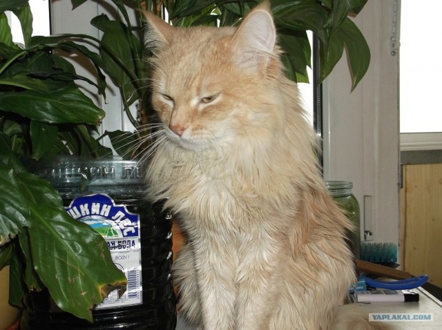 Котовторник 1 мая 2012